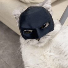 a white cat wearing a black batman mask looks at the camera