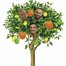 camarades tree