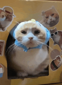 a cat wearing a hat and sunglasses looks out of a box