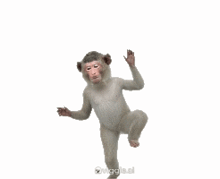 a monkey is standing on its hind legs on a white background .
