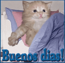 a kitten is laying under a blanket with the words buenos dias written on the bottom