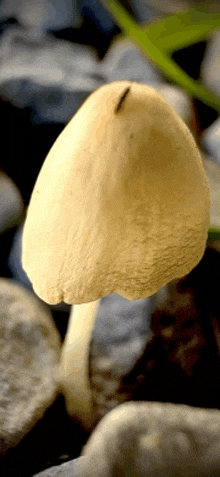 a close up of a mushroom with a green stem growing out of it