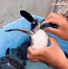 Washing The Pet Collective GIF - Washing The Pet Collective Cleaning GIFs