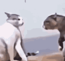 Cat Fight Cats Fighting GIF - Cat Fight Cats Fighting Cats GIFs