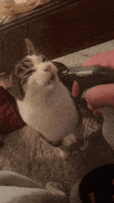 Cat Drink Water GIF - Cat Drink Water GIFs
