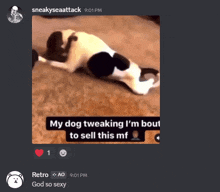 a screenshot of a video of a dog laying down with the caption " my dog tweaking i 'm bout