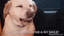 Ashamed Dog GIF - Ashamed Dog Ashamed Of Smile GIFs