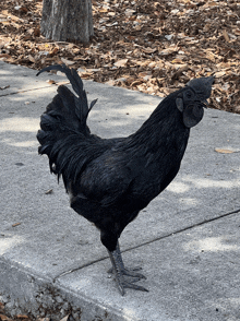 a black rooster standing on a sidewalk with leaves on the ground