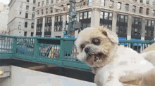 Being A Tourist GIF - Dog Tourist Subway GIFs