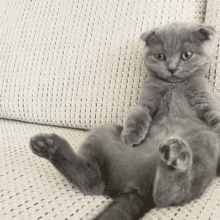 Grey Cat Cat GIF - Grey Cat Cat Lazy Cat GIFs