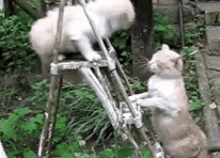 There Are Two Kinds Of Fighters GIF - Animal Cat Fight Hit GIFs