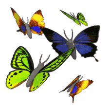 borboletas butterflies fly colorful