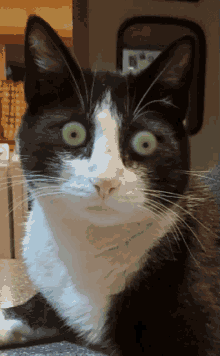 Tuxedo Cat Crazy Eyes GIF - Tuxedo Cat Crazy Eyes Look Into My Eyes GIFs