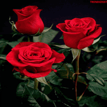 Roses Flowers GIF - Roses Flowers Valentines Day GIFs