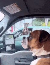 Scared Dog GIF - Scared Dog Car GIFs