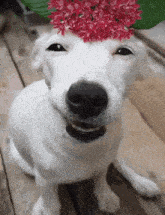 Officialyongbok Smiling Dog GIF - Officialyongbok Smiling Dog Euro GIFs