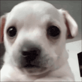 a close up of a white puppy 's face looking at the camera .