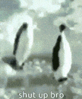 Penguin Slap Shut Up Bro Lilku GIF