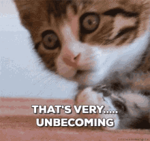 Unbecoming Cat GIF - Unbecoming Cat Shocked GIFs