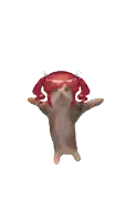 a pixel art of a cat with red hair