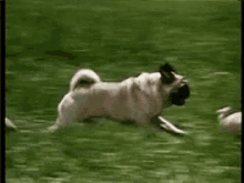 pugs cute funny dogs puppy
