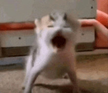 a cat is standing on a carpet with its mouth open and looking at the camera .