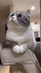 Komarudima1337 Cat GIF - Komarudima1337 Cat Komaru GIFs