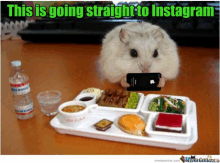 Instagram Hamster GIF - Instagram Hamster Food GIFs