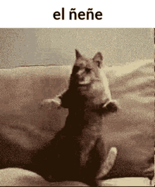 Elñeñe Sokocero GIF - Elñeñe Sokocero Gray Cat Dance GIFs