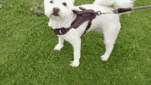 a small white dog wearing a harness and leash