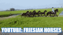 Horses Run GIF - Horses Horse Run GIFs