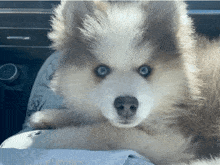 a small brown and white dog with blue eyes is laying down