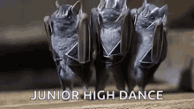 funny animals bats animals junior high dance