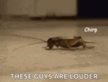 Insect Chirping GIF - Insect Chirping Crickets GIFs
