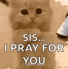 Praying Cat GIF - Praying Cat Please GIFs