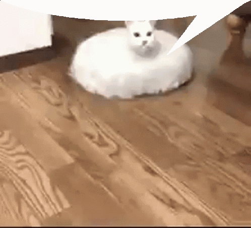 Cat and clearance roomba