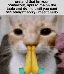 a close up of a cat 's face with its hands folded in prayer