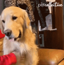 Pet Petting GIF - Pet Petting Paw GIFs