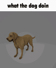 what the dog doin dog spin speed shitpost