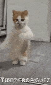 a cat is standing on its hind legs and dancing in a room .