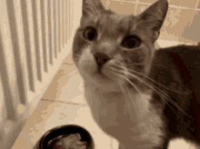 Hewwo Cat GIF - Hewwo Cat Lickcameracat GIFs
