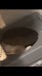 Pascale Cat GIF - Pascale Cat Attack GIFs
