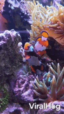 Clownfish Watch Over GIF - Clownfish Fish Watch Over GIFs