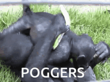 Poggers Kissing GIF - Poggers Kissing GIFs