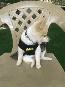 Excited Dog GIF - Excited Dog GIFs