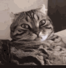Whats Up Shocked GIF - Whats Up Shocked Cat GIFs