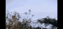 a blurry picture of a person standing under a tree .