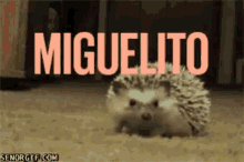 Miguelito GIF - Miguelito GIFs