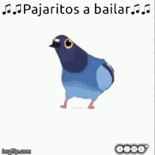 pajaritos bailar dancing dancing birds birds