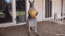 Fine Kangaroo GIF - Fine Kangaroo Ball GIFs